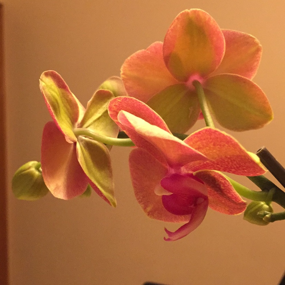 Meet your Posher, Bianca “bundle and save”